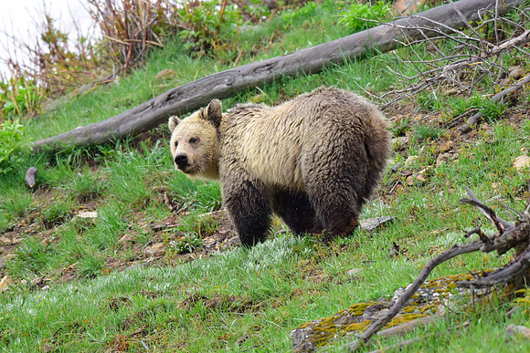 raspberry and her blonde cub 2018 (29)