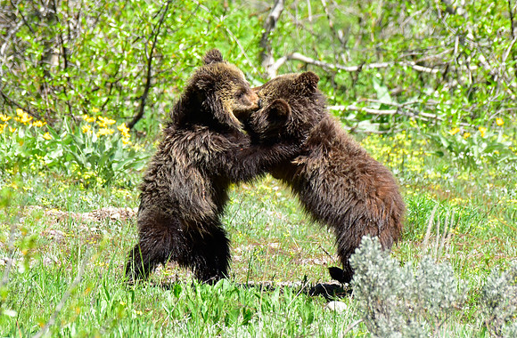 blondie and her cubs 2018 (10)