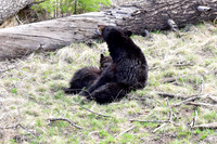 black bears with cubs 2018 (96)