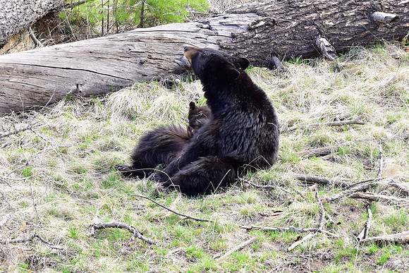 black bears with cubs 2018 (96)