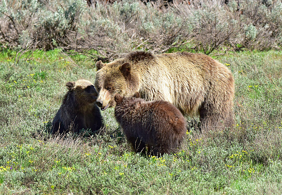blondie and her cubs 2018 (30)