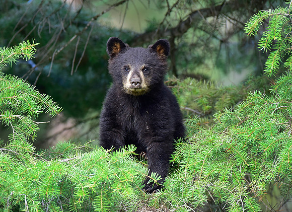black bears with cubs 2018 (175)