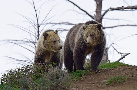 raspberry and her blonde cub 2018 (6)