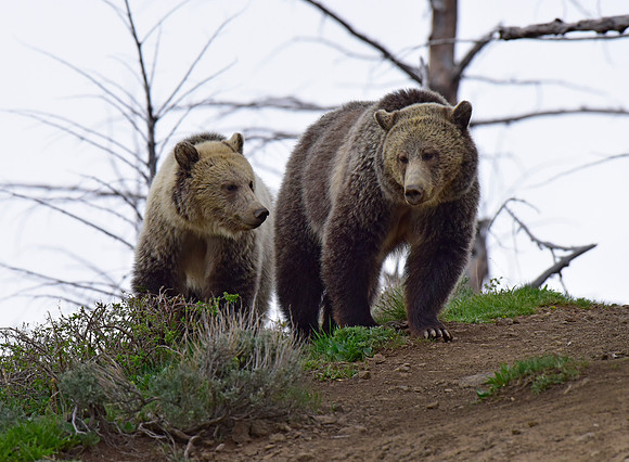 raspberry and her blonde cub 2018 (5)