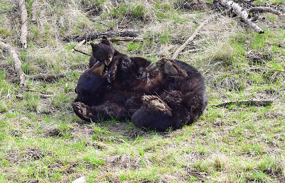 black bears with cubs 2018 (128)