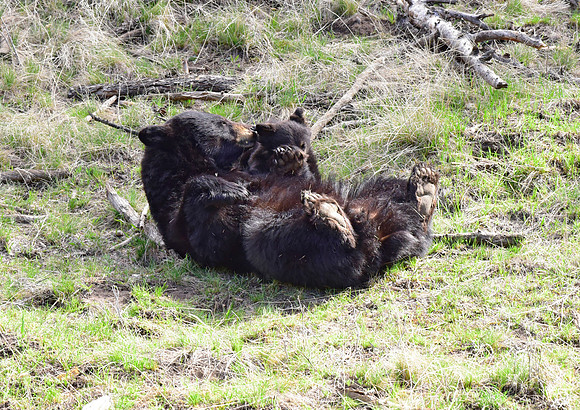 black bears with cubs 2018 (118)