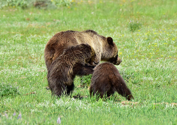 blondie and her cubs 2018 (4)