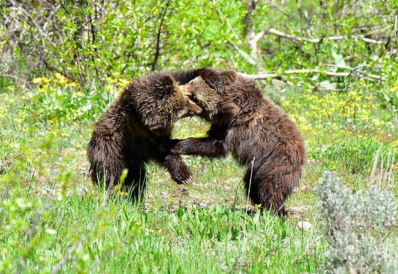 blondie and her cubs 2018 (13)