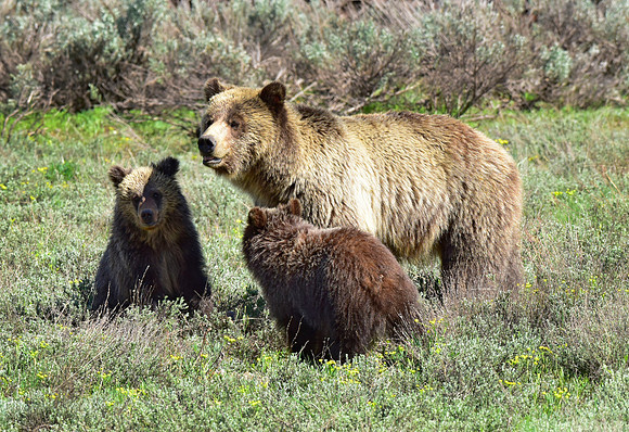blondie and her cubs 2018 (23)