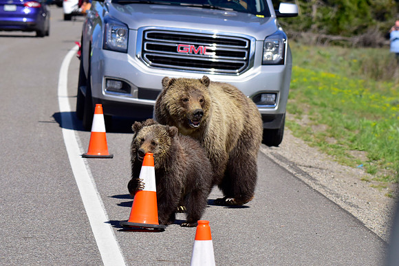 blondie and her cubs 2018 (34)