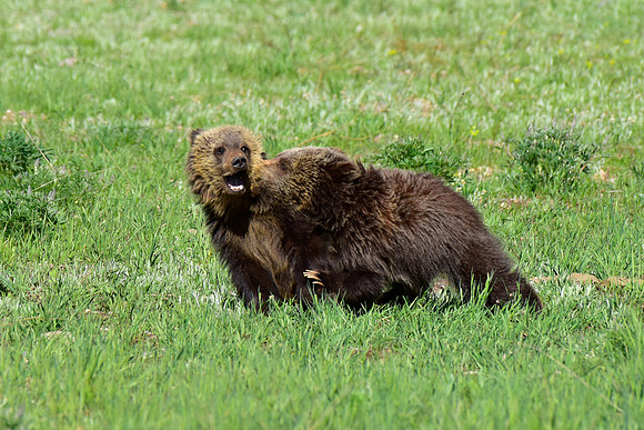 blondie and her cubs 2018 (1)