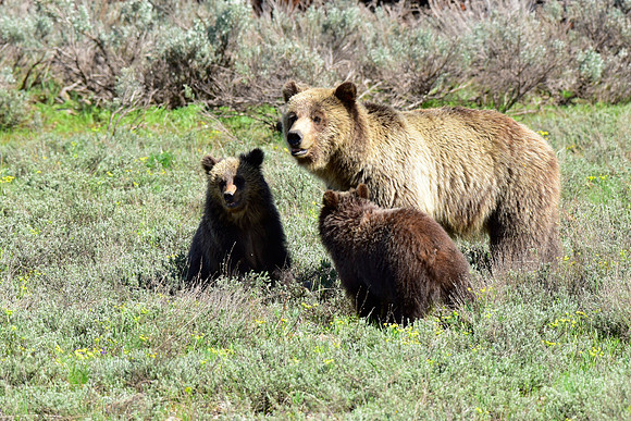 blondie and her cubs 2018 (24)