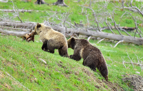 raspberry and her blonde cub 2018 (13)