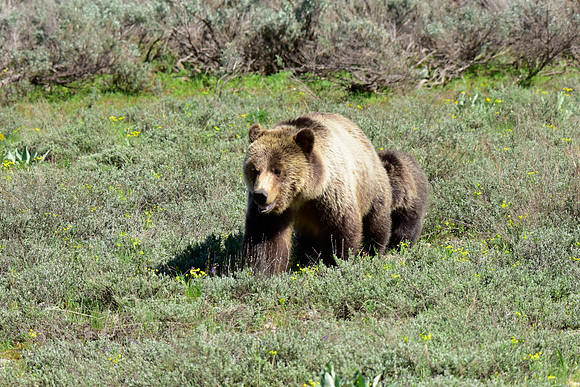 blondie and her cubs 2018 (32)
