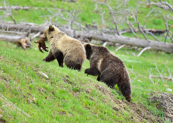 raspberry and her blonde cub 2018 (12)