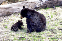 black bears with cubs 2018 (90)