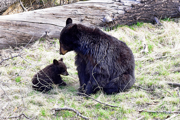 black bears with cubs 2018 (90)
