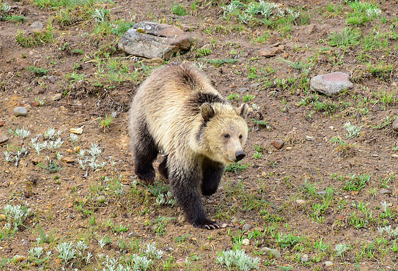 raspberry and her blonde cub 2018 (33)