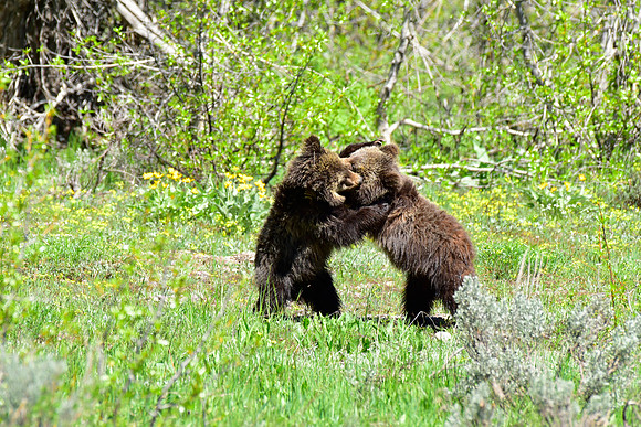 blondie and her cubs 2018 (11)