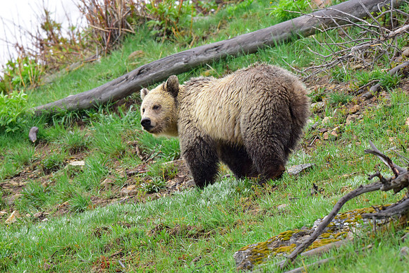 raspberry and her blonde cub 2018 (28)