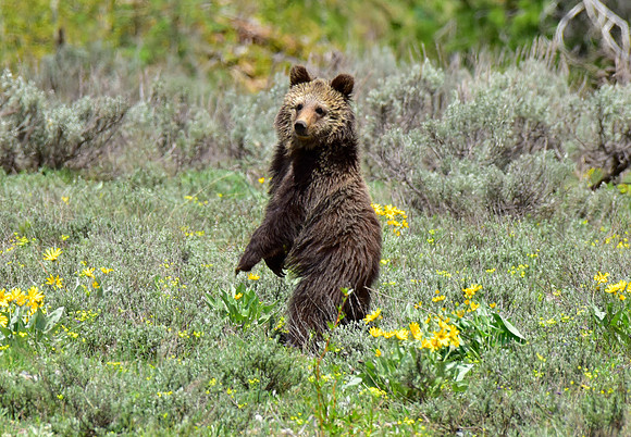 blondie and her cubs 2018 (21)