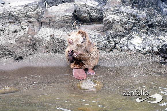 beaver along the yellowstone (2)