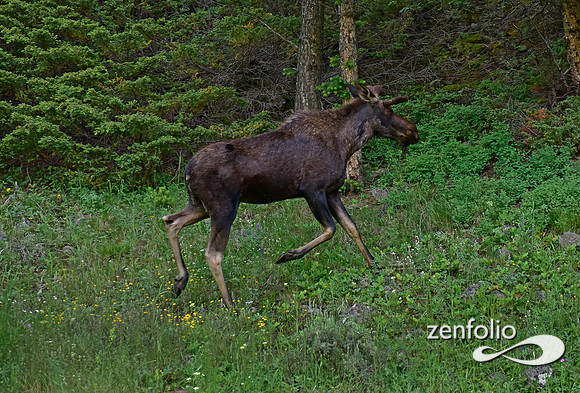 bull moose (3)