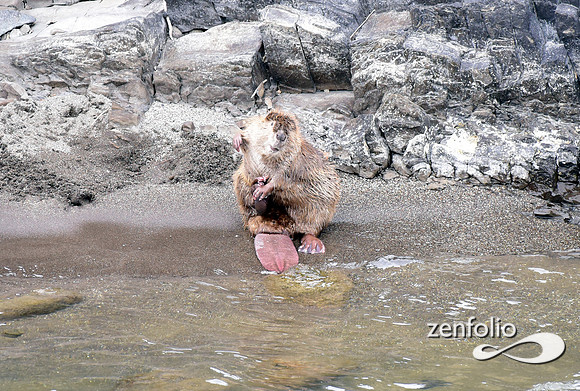 beaver along the yellowstone (3)