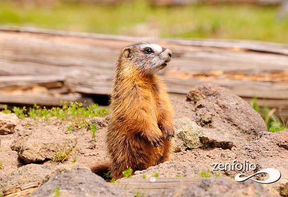 marmot baby.