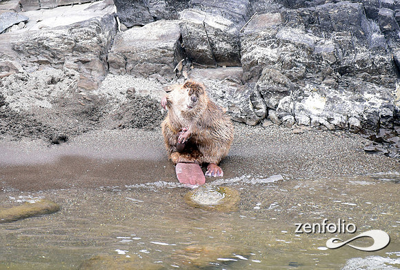 beaver along the yellowstone (4)