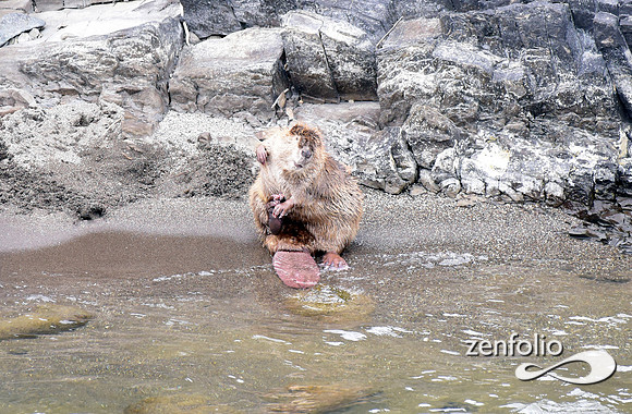 beaver along the yellowstone (5)