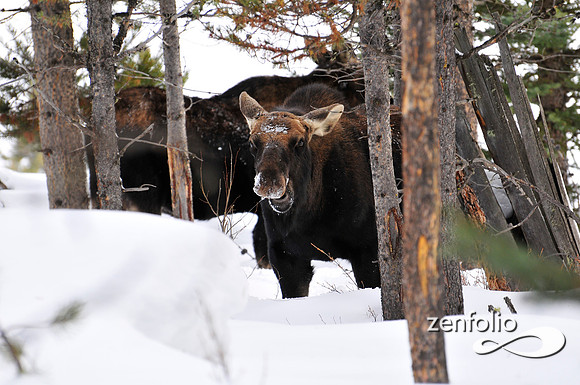 moose in winter.