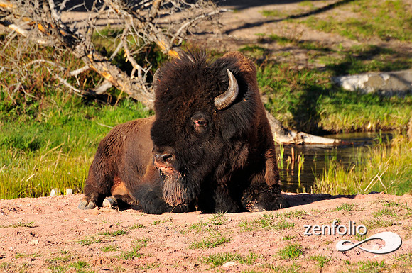 yellowstone bison,spring 2012.