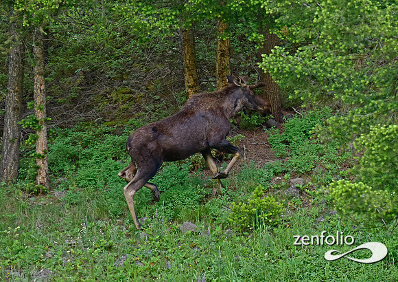 bull moose (1)