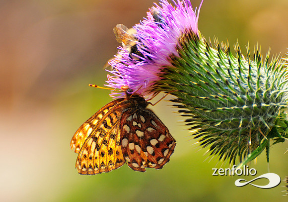 butterfly