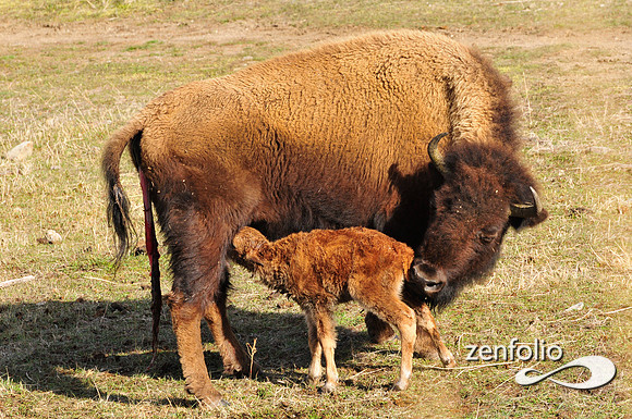 newborn bison calf,april 25th 2013.