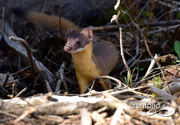 long tailed weasel (9)