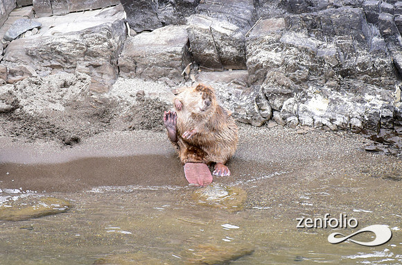 beaver along the yellowstone (1)
