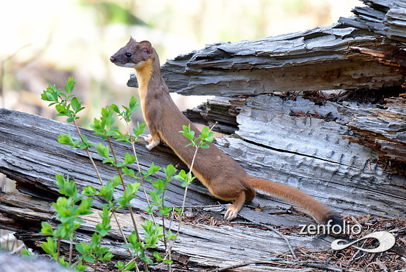 long tailed weasel (1)