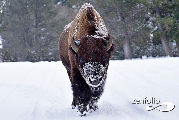 bison (1)