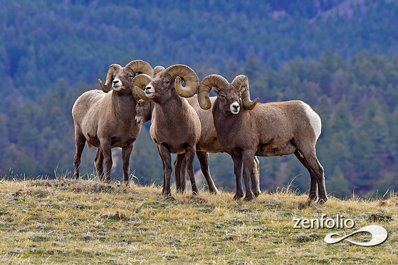 bighorn sheep (46)