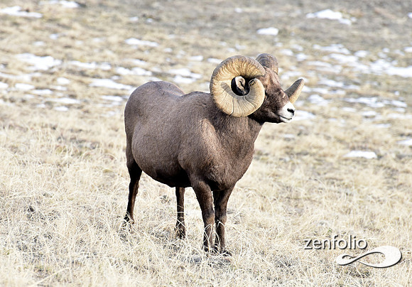 bighorn rams (3)