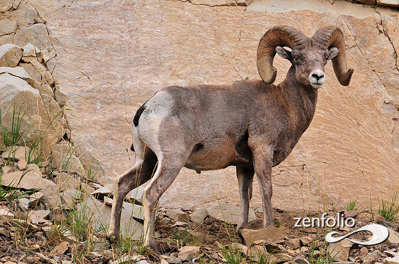 bighorn.