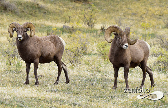 bighorn sheep (17)