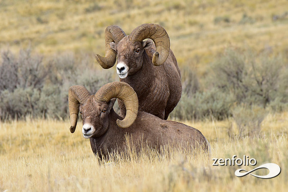 bighorn sheep (3)