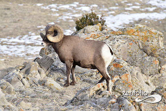 bighorn rams (5)