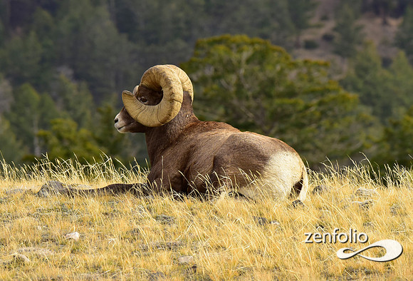 bighorn sheep (19)