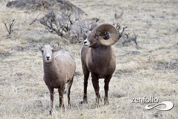 bighorn rams (11)
