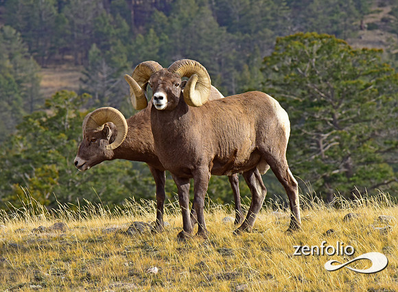 bighorn sheep (30)