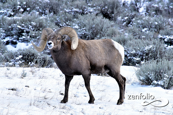 bighorn sheep (34)
